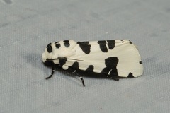 Clethrorasa pilcheri