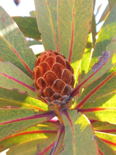 Protea rubropilosa, photograph 2