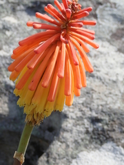 Kniphofia coddiana