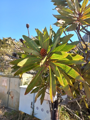 Protea rubropilosa, photograph 3
