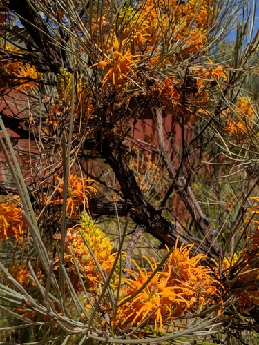Image of Grevillea juncifolia by no rights reserved