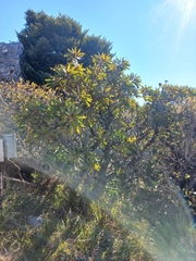 Protea rubropilosa, photograph (c) Brian du Preez, some rights reserved (CC BY-SA)