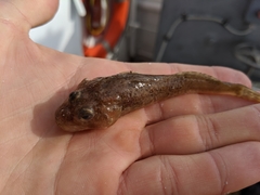 Cottus cognatus