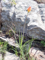 Kniphofia coddiana