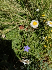 Polycalymma stuartii