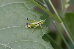 Odontopodisma decipiens