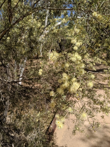 desert honey-myrtle (Melaleuca glomerata)