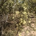Melaleuca glomerata - Photo Ningún derecho reservado, subido por Jess Miller-Camp