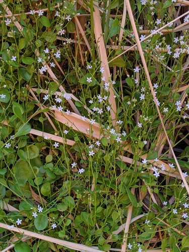 Image of Samolus Eremaeus (Samolus eremaeus) by no rights reserved