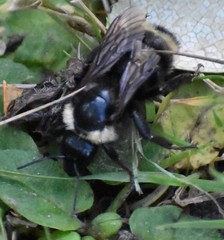 Bombus californicus