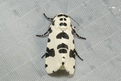 Clethrorasa pilcheri