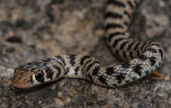 Glossy-Bellied Racer photo 3
