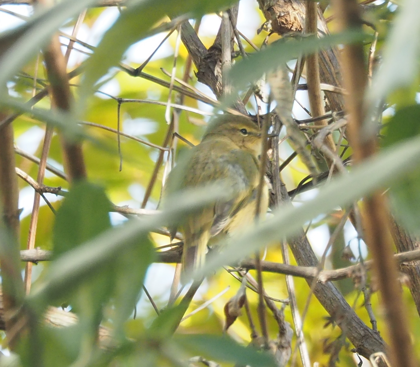 Common Chiffchaff
