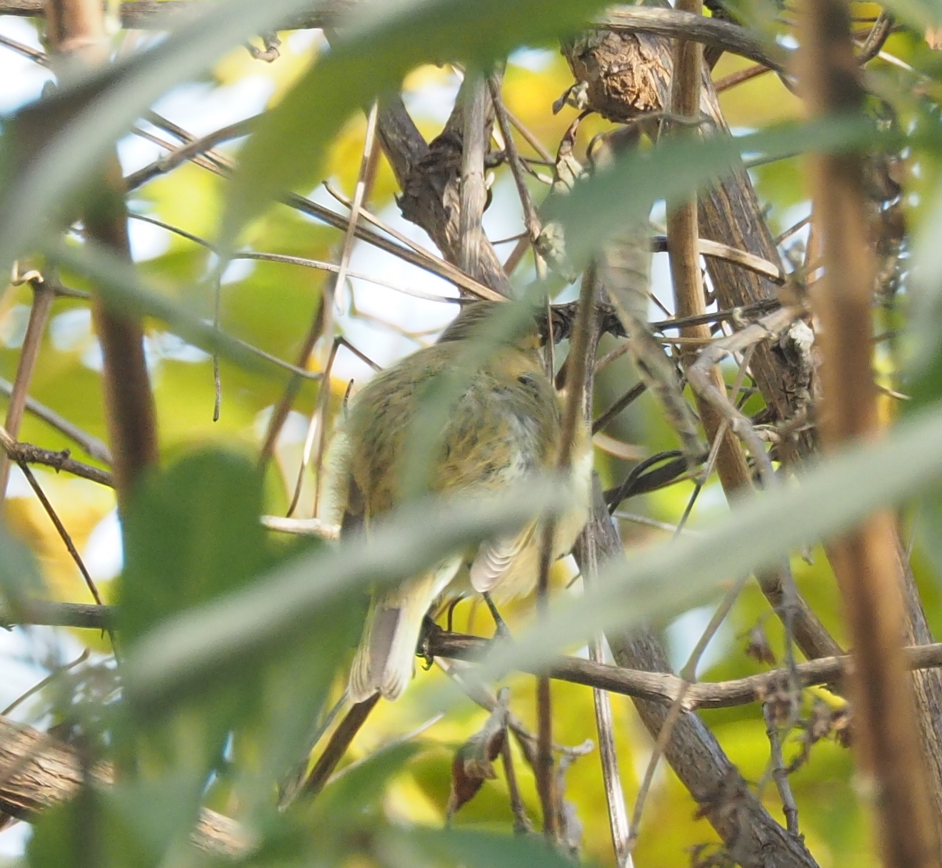 Common Chiffchaff
