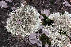 Xanthoparmelia stenophylla