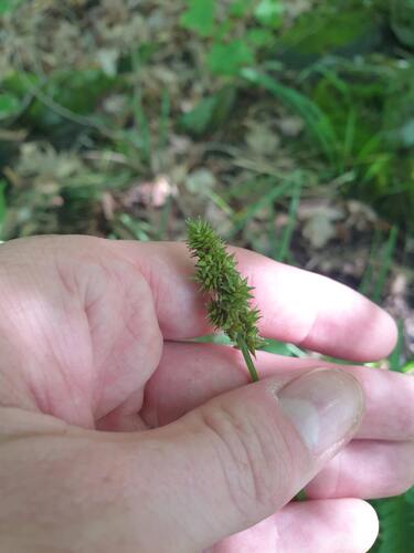 thin-leaved sedge (Carex cephaloidea)
