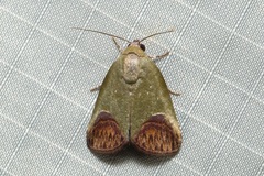 Asinduma exscripta