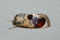 Calymera picta