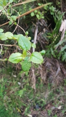Fuchsia perscandens