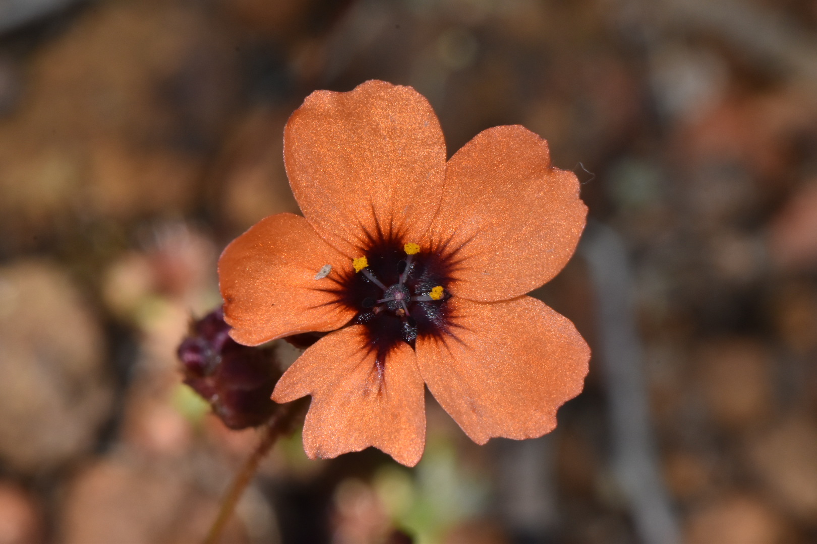 Drosera platystigma Lehm.