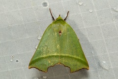 Clethrophora angulipennis