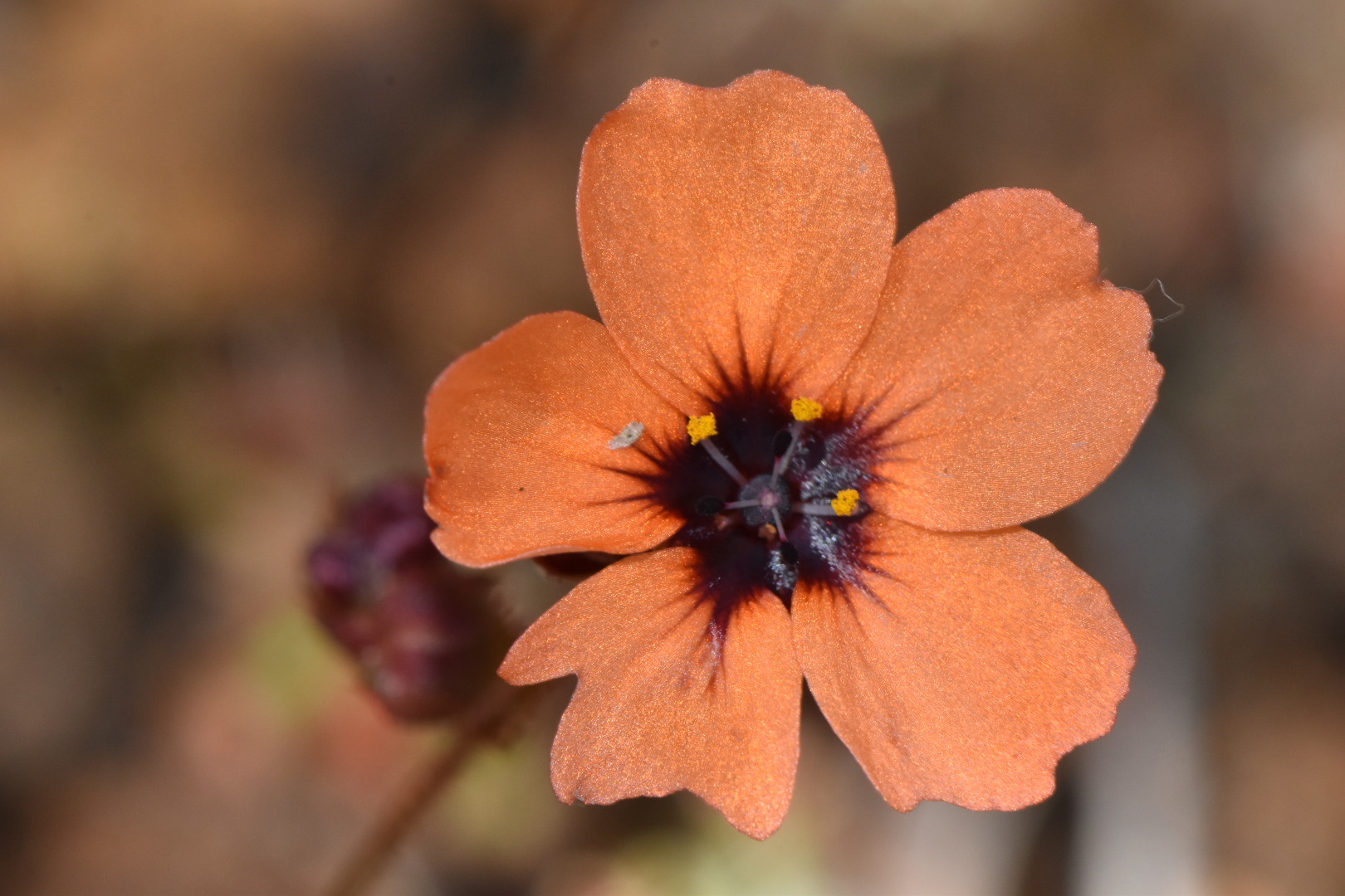 Drosera platystigma Lehm. 2