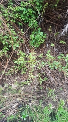 Fuchsia perscandens