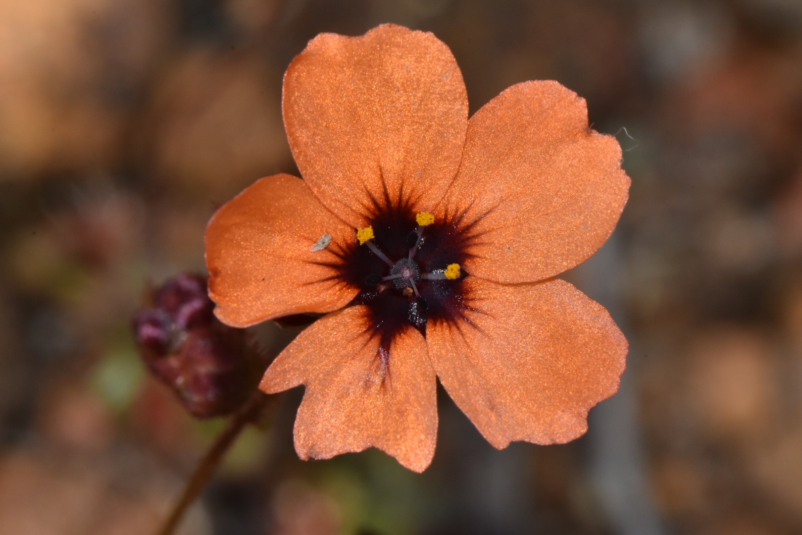 Drosera platystigma Lehm. 3