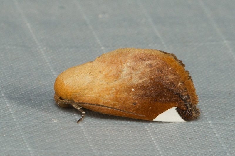 Negeta aureata