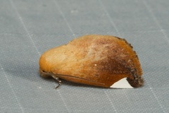 Negeta aureata