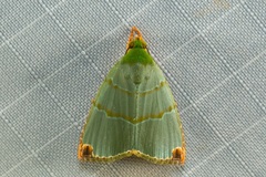 Chloriola gratissima