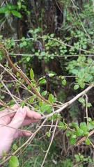 Fuchsia perscandens