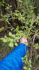 Fuchsia perscandens