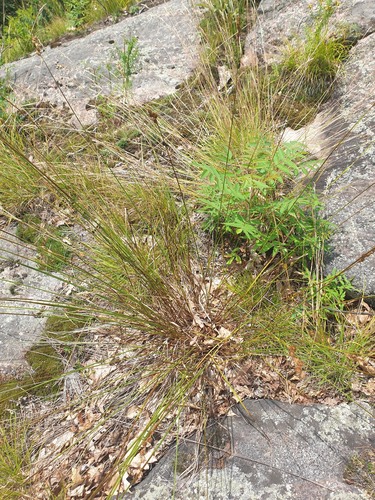 Merritt Fernald's sedge (Carex merritt)