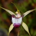 Caladenia granitora - Photo 由 Joey Santore 所上傳的 (c) Joey Santore，保留部份權利CC BY-NC