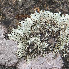 Xanthoparmelia stenophylla