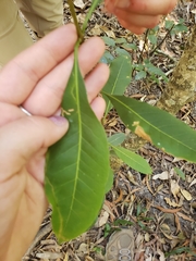 Chionanthus ramiflorus