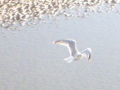 Larus argentatus