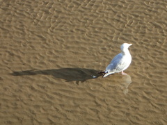 Larus argentatus