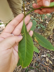 Chionanthus ramiflorus