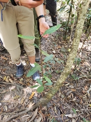 Chionanthus ramiflorus