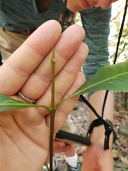 Chionanthus ramiflorus