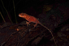 Meyer's Anole photo 2