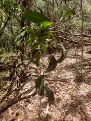 Chionanthus ramiflorus