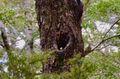 Acanthisitta chloris