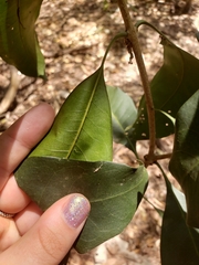 Chionanthus ramiflorus