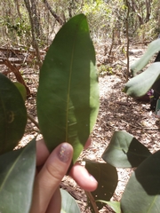 Chionanthus ramiflorus
