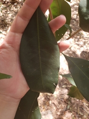 Chionanthus ramiflorus