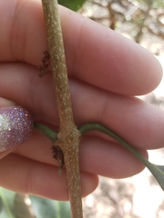 Chionanthus ramiflorus