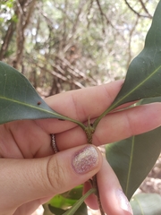 Chionanthus ramiflorus